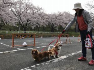 成犬・格安犬 | 子犬の情報館 Woof（ウーフ）